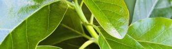 Health Benefits of Avocado Leaves