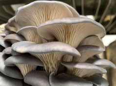 Oyster Mushrooms Health Benefits, Nutrition Value, Side Effect