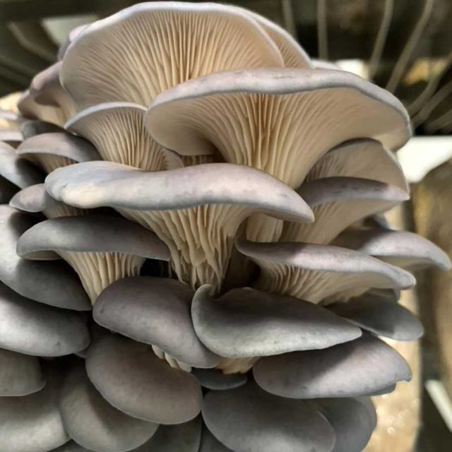 Oyster Mushrooms Health Benefits, Nutrition Value, Side Effect