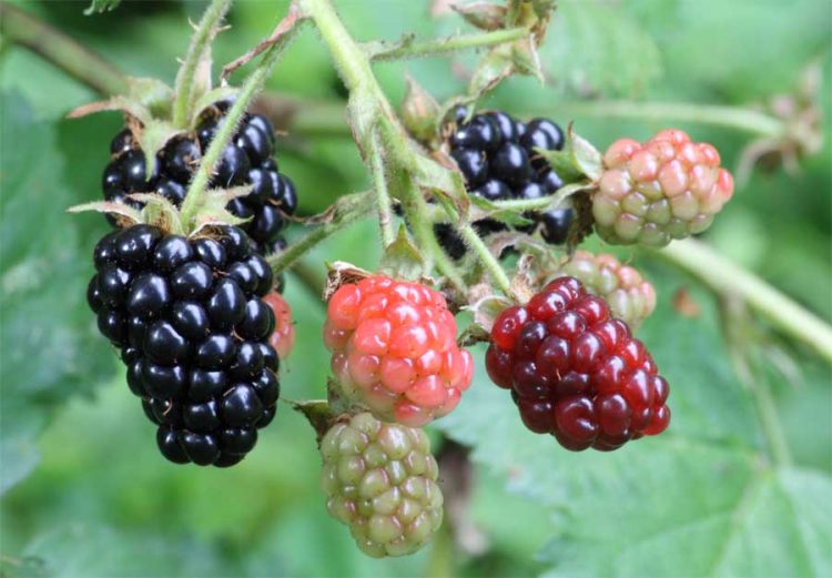 Health Benefits of Blackberries And Its Side Effects