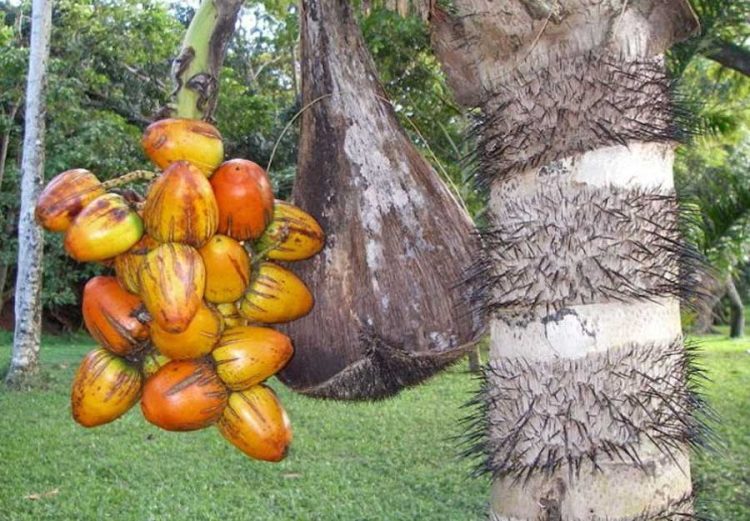 Pejibaye Fruit