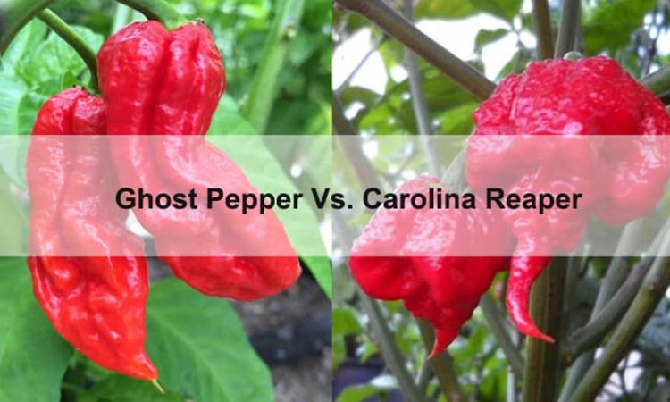 Carolina Reaper Vs Ghost Pepper