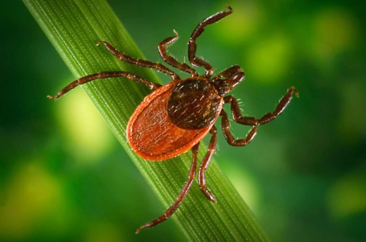 Tick-Borne Infections